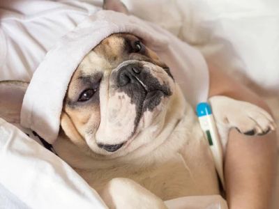 Λοιμώδης Τραχειοβρογχίτιδα των Σκύλων - Kennel Cough