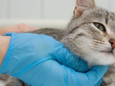 Γιατί θεωρείται αναγκαία η στείρωση για μια αδέσποτη γάτα;