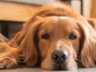 Γιατί Πρέπει να Στειρώνουμε τα Κατοικίδιά μας;