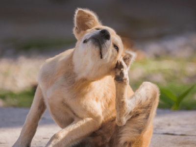 Πώς Μπορείτε να Καταλάβετε Εάν ο Σκύλος Σας Έχει Αλλεργία;