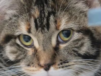 Assessment of Acute Pain In Cats Based on Changes in Facial Expressions