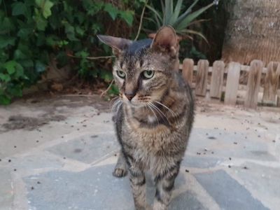Ο “Τίγρης”, ένας γατούλης 12,5 ετών που διαγνώσθηκε μέσω μαγνητικής τομογραφίας με μηνιγγίωμα.