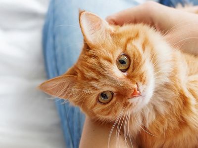 Τι πραγματικά σκέφτονται οι γάτες για τις αγκαλιές; Τις απολαμβάνουν ή απλά τις ανέχονται;